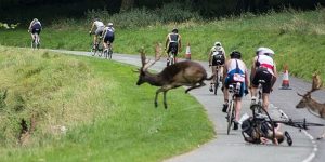 Deer Collides With Cyclist During A Triathalon