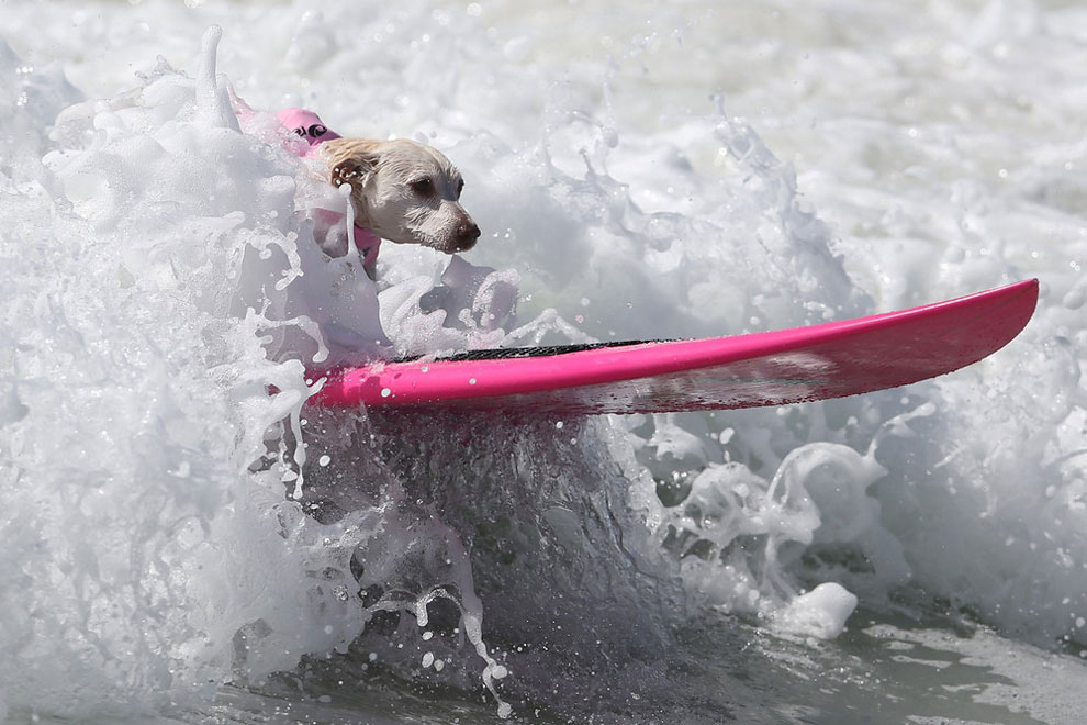 These Photos Of Surf City Surfing Dogs Will Make Your Day