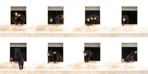 The Looking Back On Sony World Photography Awards