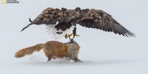 New Stunning Entries Of The 2016 National Geographic Nature Photographer Of The Year Contest