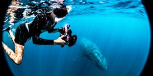 Rita Kluge's Distinctive Photos Capture The Humpback Whale Calving Season In The South Pacific