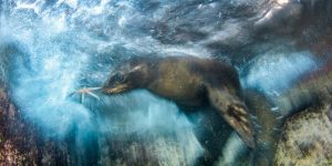 2016 Wildlife Photographer Of The Year Winners