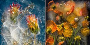 Gorgeous Series Of Flowers Encased In Ice