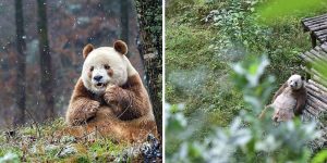The World’s Only Brown Panda Is Becoming A Celebrity