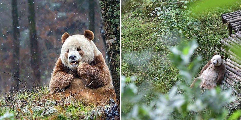 The World’s Only Brown Panda Is Becoming A Celebrity » Design You Trust