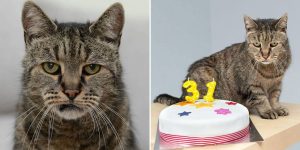 Meet The World's Oldest Cat: Nutmeg The Grumpy Tabby Who Is Going Strong At 31-Years-Old