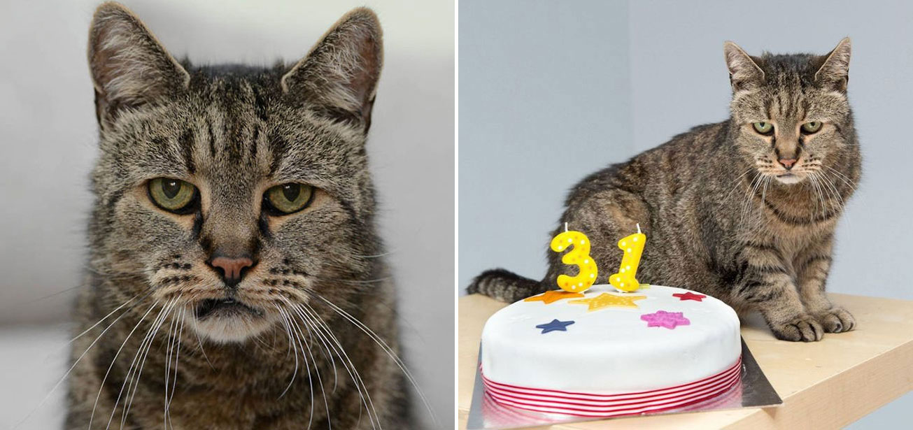 Meet The World’s Oldest Cat Nutmeg The Grumpy Tabby Who Is Going