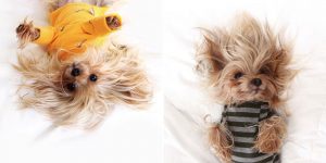 Check Out The Yorkshire Terrier That Will Give You Dream Hairstyle Goals