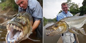 Unusual Animals: Hydrocynus Goliath