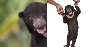 A Bear's First Photo Shoot: Adorable Cub Ayra Strikes Comical Poses As She Balances On Two Legs