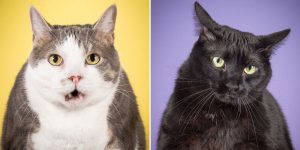 Photographer Takes Delightful Fat Cat Pictures To Show Chubby Cats Are Adorable