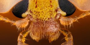 2016 Nikon Small World Photo Contest Winners