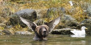 Comedy Wildlife Photo Awards 2016 Shortlist