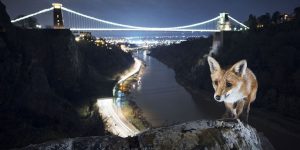 Stunning Images From The UK Wildscreen Festival 2016, The Internationally Renowned Festival That Celebrates And Advances The Art Of Natural World Storytelling