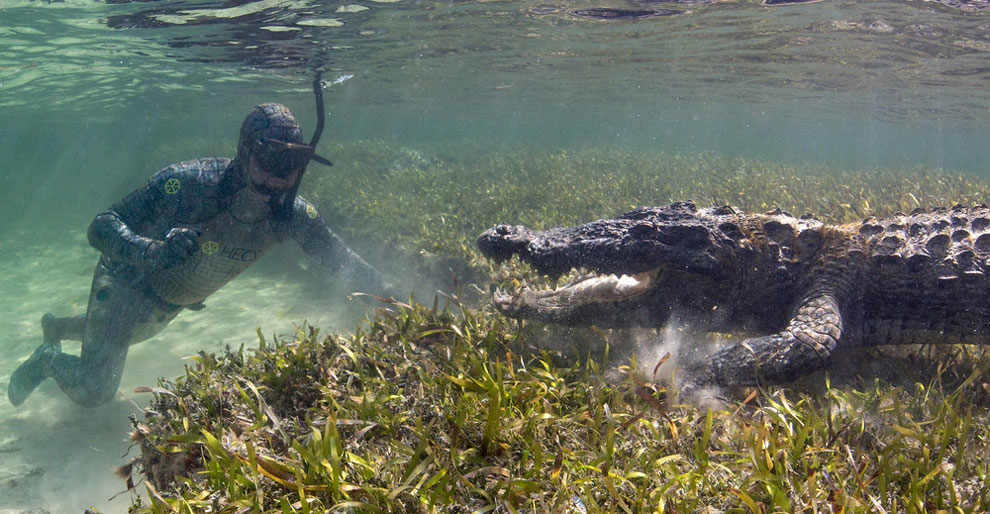 How The Pros Film Crocodiles Up Close » Design You Trust — Design Daily ...