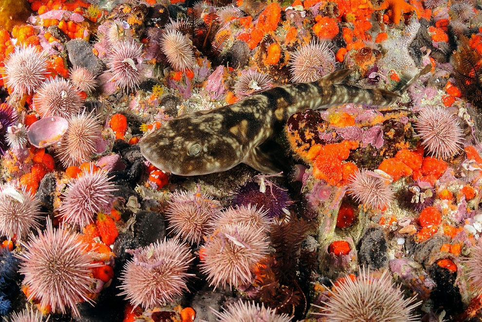 Stunning Images From The Uk Wildscreen Festival 2016 The