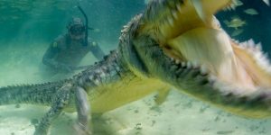 How The Pros Film Crocodiles Up Close