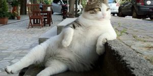 Sculpture Of Istanbul’s Social Media Phenomenon Cat Tombili To Be Inaugurated