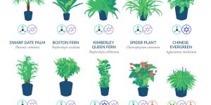 NASA Has Compiled A List Of The Best Air-Cleaning Plants For Your Home