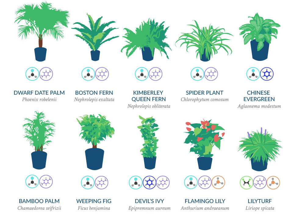 NASA Has Compiled A List Of The Best AirCleaning Plants For Your Home