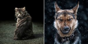 Beautiful Animal Portraits By Sergey Polyushko