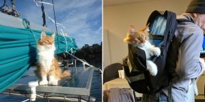 This Cat Is A First-Rate First Mate