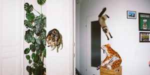 Hilarious Photos Of Jumping Cats By Photographer Daniel Gebhart de Koekkoek