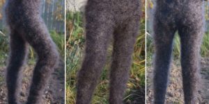 Hairy Yoga Pants From Orenburg In Russia Have Swept Over The Internet