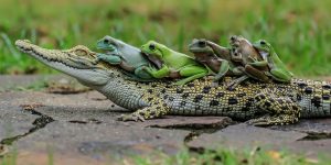 A Series Of Photos Show The Frogs Hitched A Lift On A Passing Crocodile