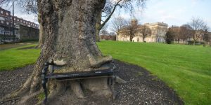 Dublin’s Hungry Tree: Approach At Your Peril!