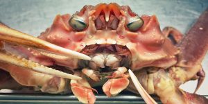 Russian Fisherman Posts Terrifying Creatures Of The Deep Sea, And People Want Him To Stop