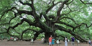 The Angel Oak Tree In South Carolina Is Infernally Beautiful