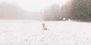 Clean Portraits Of Tiny Pups In Big Places