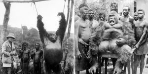 The Last Of The Kings: Very Sad Photos Of The Hard Life Of Congolese Gorillas