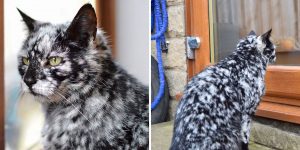 19-Year-Old Black Cat Turns Into A “Nordic God” Due To A Rare Skin Condition