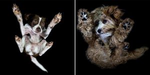 Artist Duo Have Created A Unique Set Of Images From The Underside Of Dogs