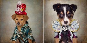 Photographer Continues To Dress Up Rescued Dogs To Draw Attention To Their Stories