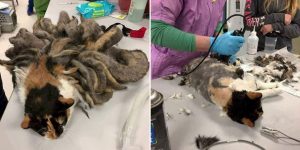 Abandoned Cat With Dreadlocks Gets A Makeover