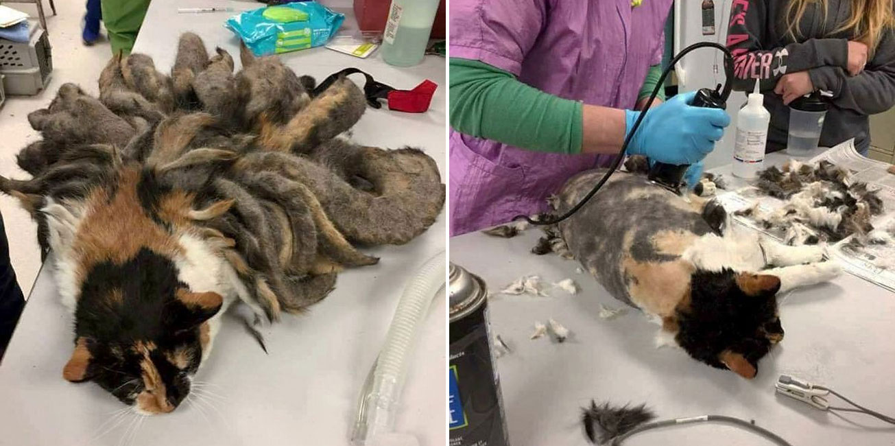 Abandoned Cat With Dreadlocks Gets A Makeover » Design You Trust