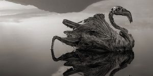 Deadly Lake Waters Turn Birds to Stone