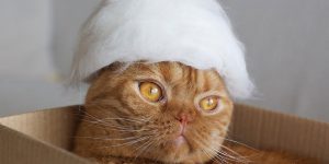 Cats Wearing Hats Made By his Owner From Their Own Hair