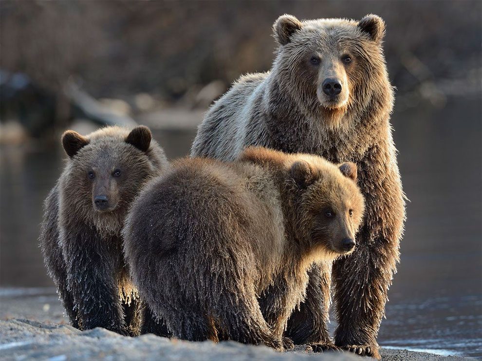 Bear photo. Бурый медведь Пестун. Бурый медведь Красноярского края. Широколиственные леса бурый медведь. Отряд Хищные бурый медведь.