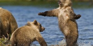 Incredible Bears Photography By Sergei Ivanov