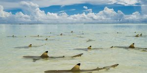 National Geographic Unveils Its 50 Most Beautiful Travel Photos Of 2016’s