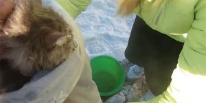 This Little Cat Got Stuck In Ice Puddle At Russian -35°C Harsh Weather
