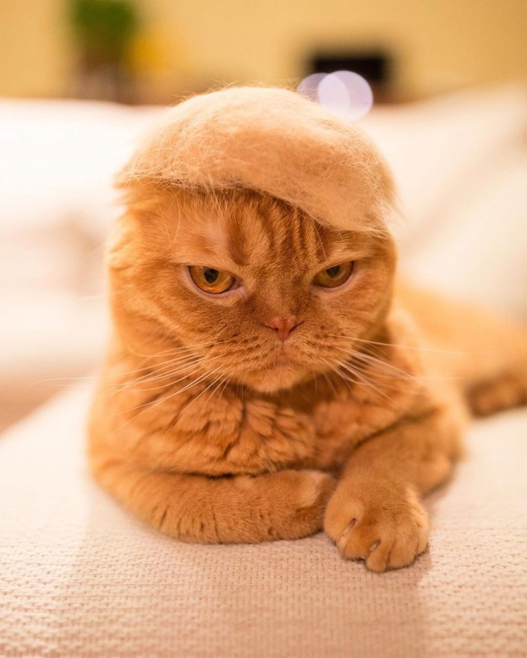 Cats Wearing Hats Made By his Owner From Their Own Hair » Design You