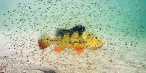 National Geographic Nature Photographer Of The Year 2016 Winners