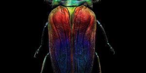 Microsculpture: Insect Portraits Under The Microscope By Levon Biss