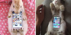 The Japanese Use a Real Rabbits As Case For Smartphone