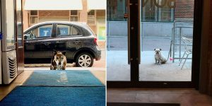 These Sad Dogs Outside Shops Will Make You Cry